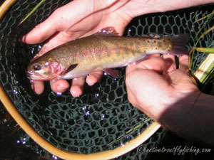 Native Trout Fly Fishing