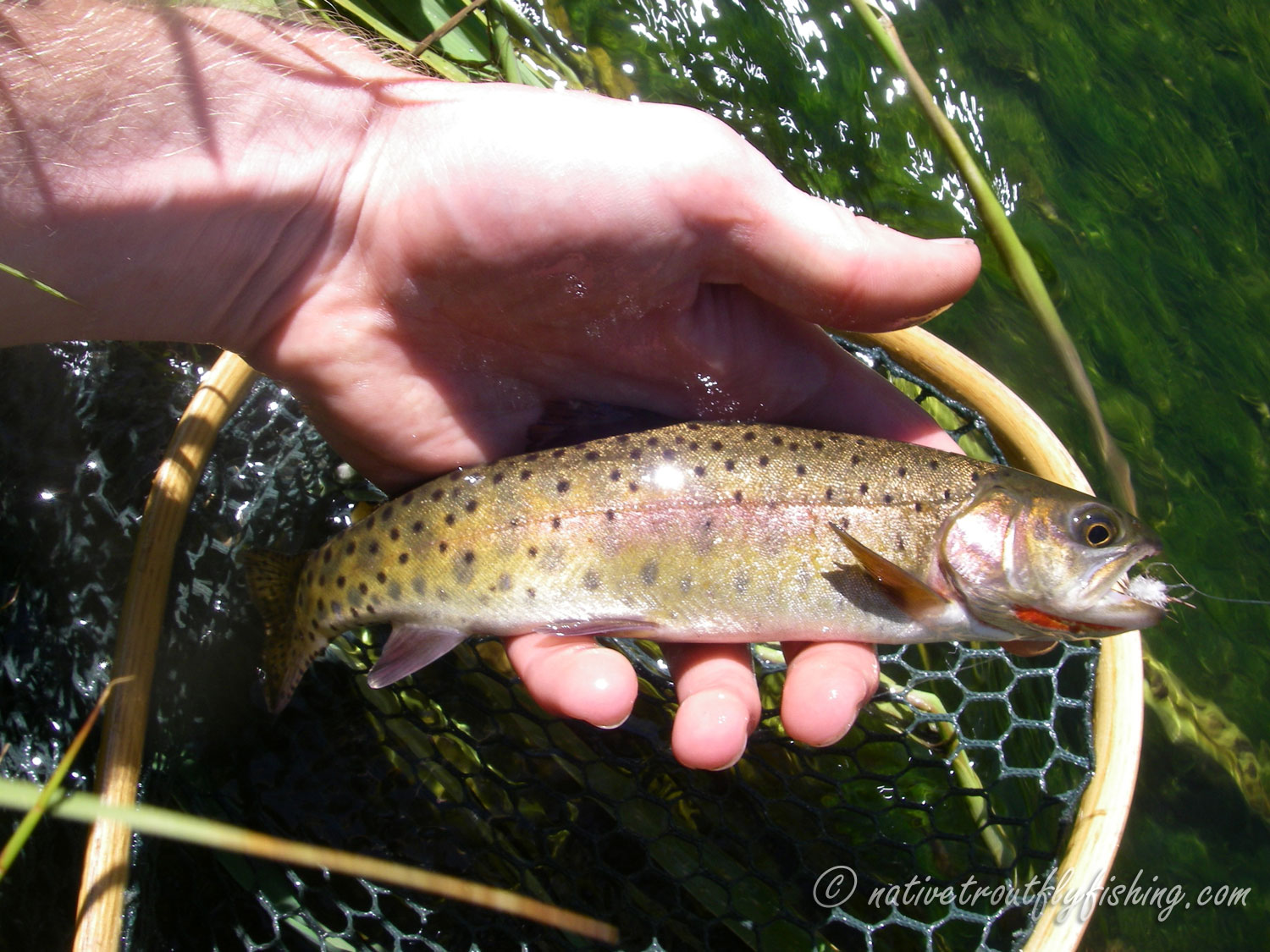 Haunting Living Realities from the Alvord Basin, Alvord Cutthroat Trout —  Phenotype Remnant Rescue‎