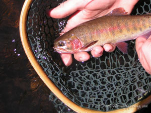 Native Trout Fly Fishing