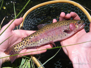 Native Trout Fly Fishing