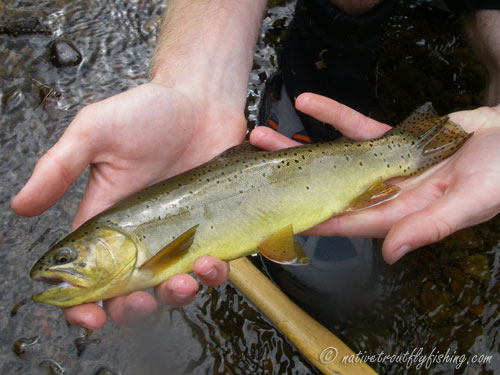 Native Trout Fly Fishing