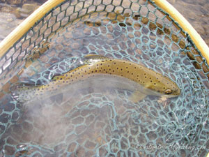 Native Trout Fly Fishing