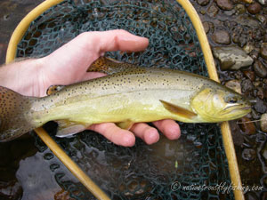 Native Trout Fly Fishing