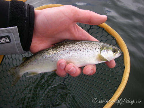 Native Trout Fly Fishing