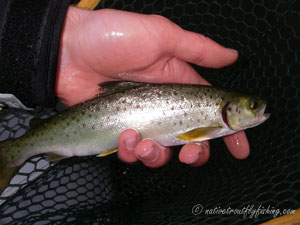 Native Trout Fly Fishing