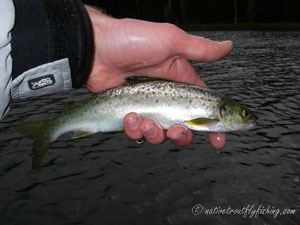 Native Trout Fly Fishing