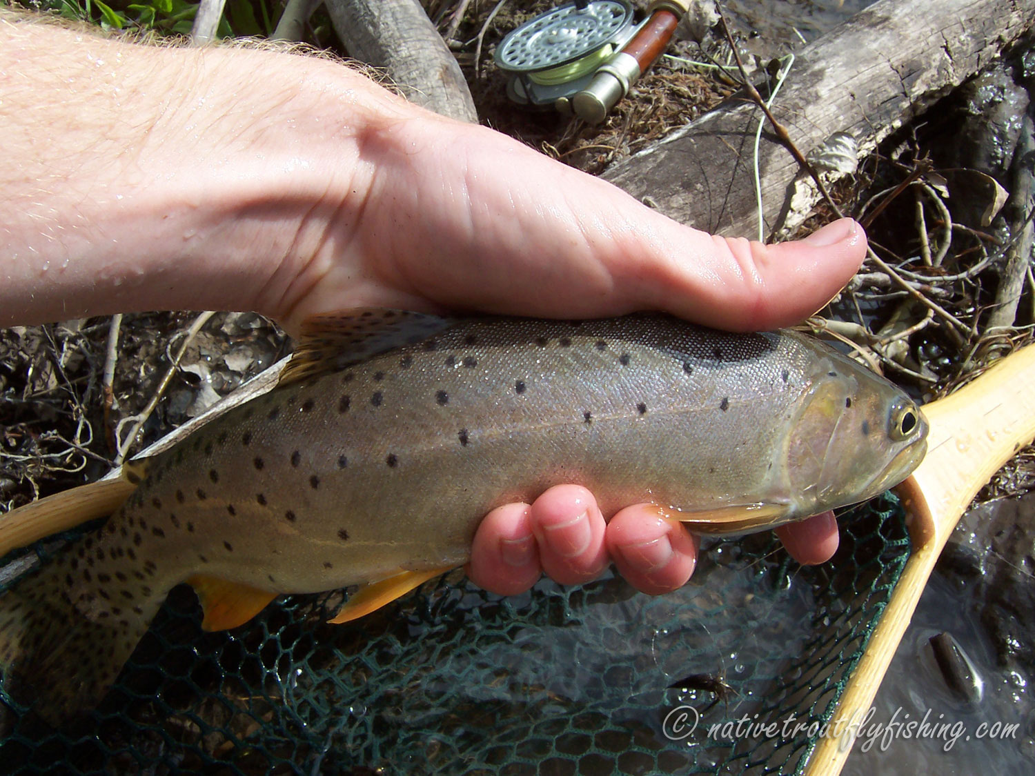 Early Trout Creel — Cisco's Gallery