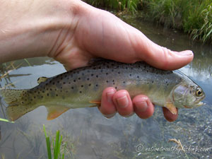 Native Trout Fly Fishing