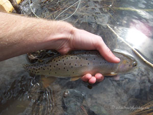 Native Trout Fly Fishing