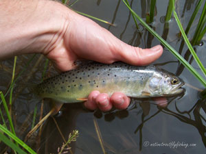 Native Trout Fly Fishing