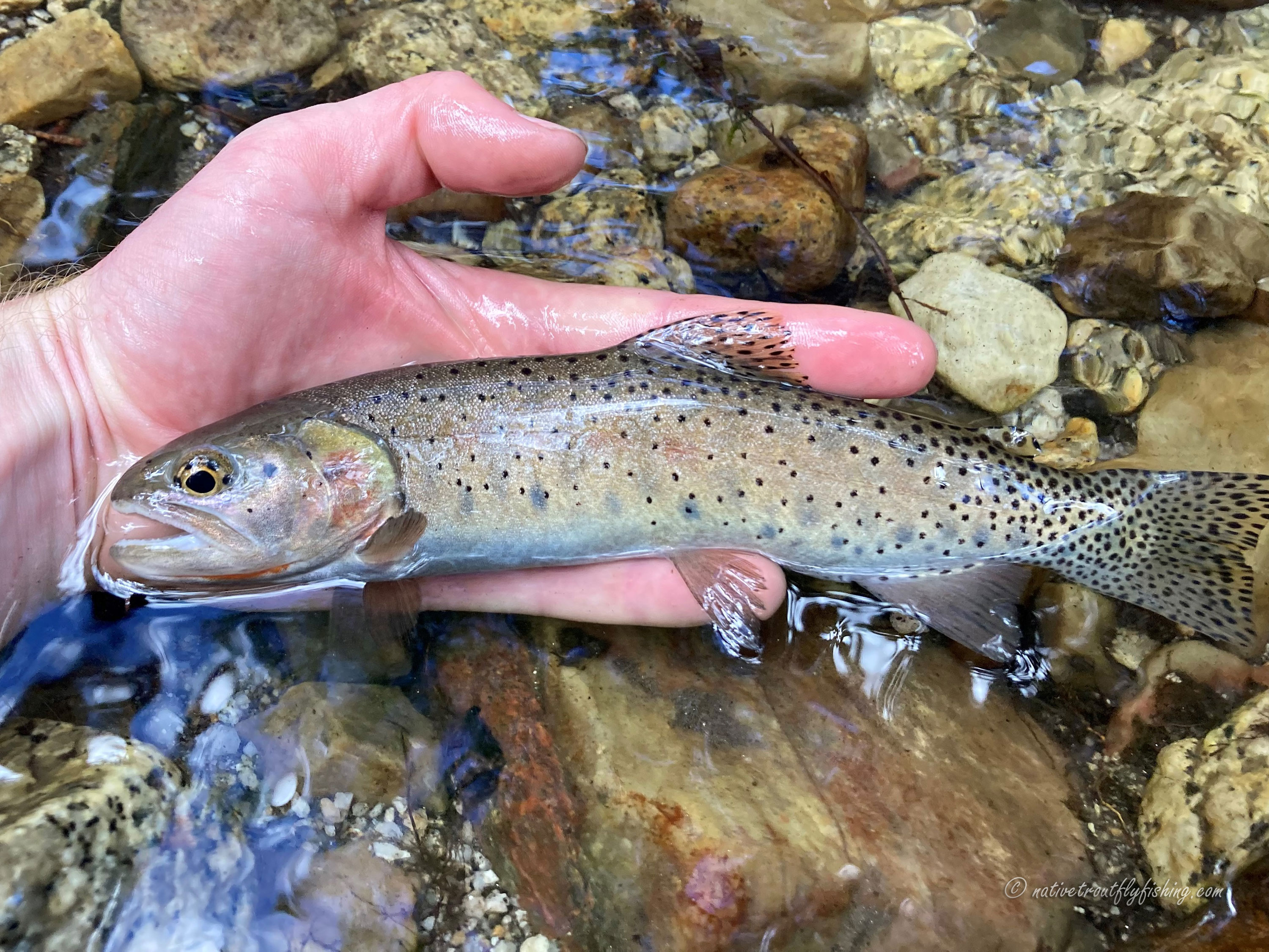 Native Trout Fly Fishing: Bonneville Cutthroat Trout