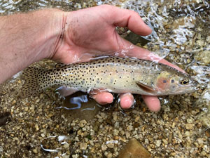 Native Trout Fly Fishing