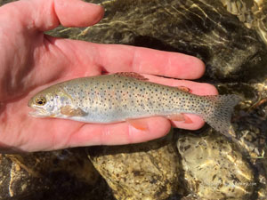 Native Trout Fly Fishing