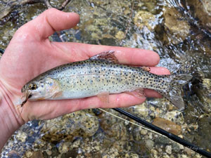 Native Trout Fly Fishing