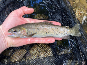 Native Trout Fly Fishing