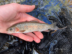 Native Trout Fly Fishing