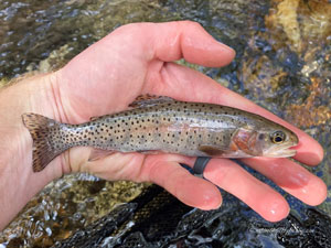 Native Trout Fly Fishing