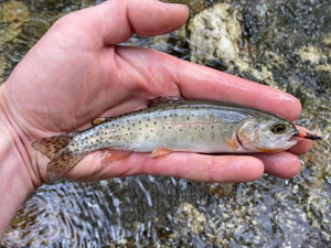 Native Trout Fly Fishing