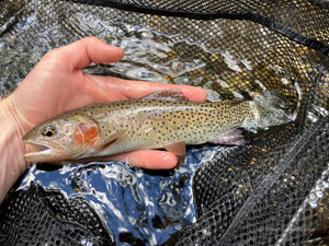 Native Trout Fly Fishing