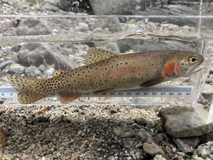 Native Trout Fly Fishing