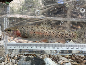 Native Trout Fly Fishing