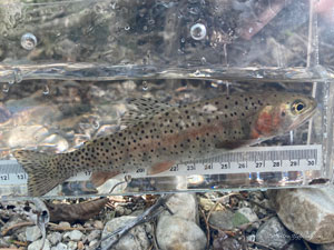 Native Trout Fly Fishing