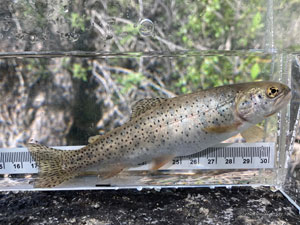 Native Trout Fly Fishing