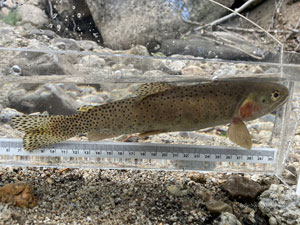 Native Trout Fly Fishing