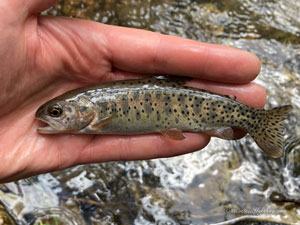 Native Trout Fly Fishing