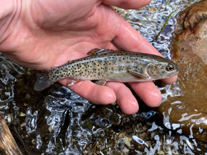 Native Trout Fly Fishing