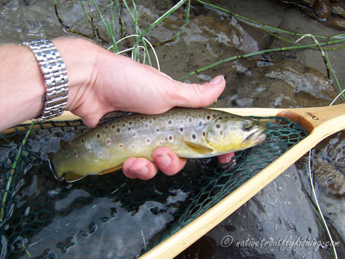 Native Trout Fly Fishing