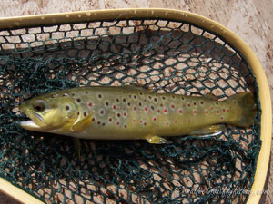 Native Trout Fly Fishing