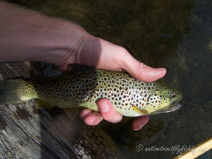 Native Trout Fly Fishing