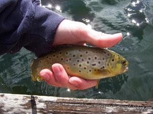 Native Trout Fly Fishing