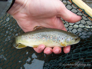 Native Trout Fly Fishing