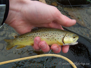 Native Trout Fly Fishing