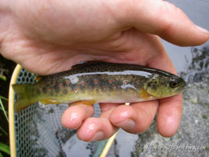 Native Trout Fly Fishing