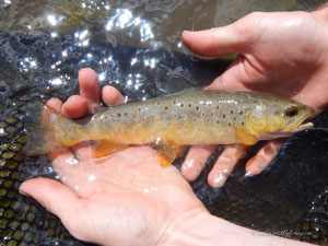 Native Trout Fly Fishing