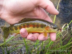 Native Trout Fly Fishing