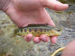 Native Trout Fly Fishing