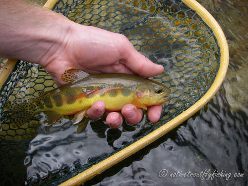 Native Trout Fly Fishing