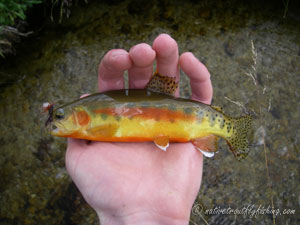 Native Trout Fly Fishing