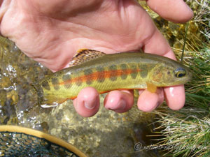 Native Trout Fly Fishing