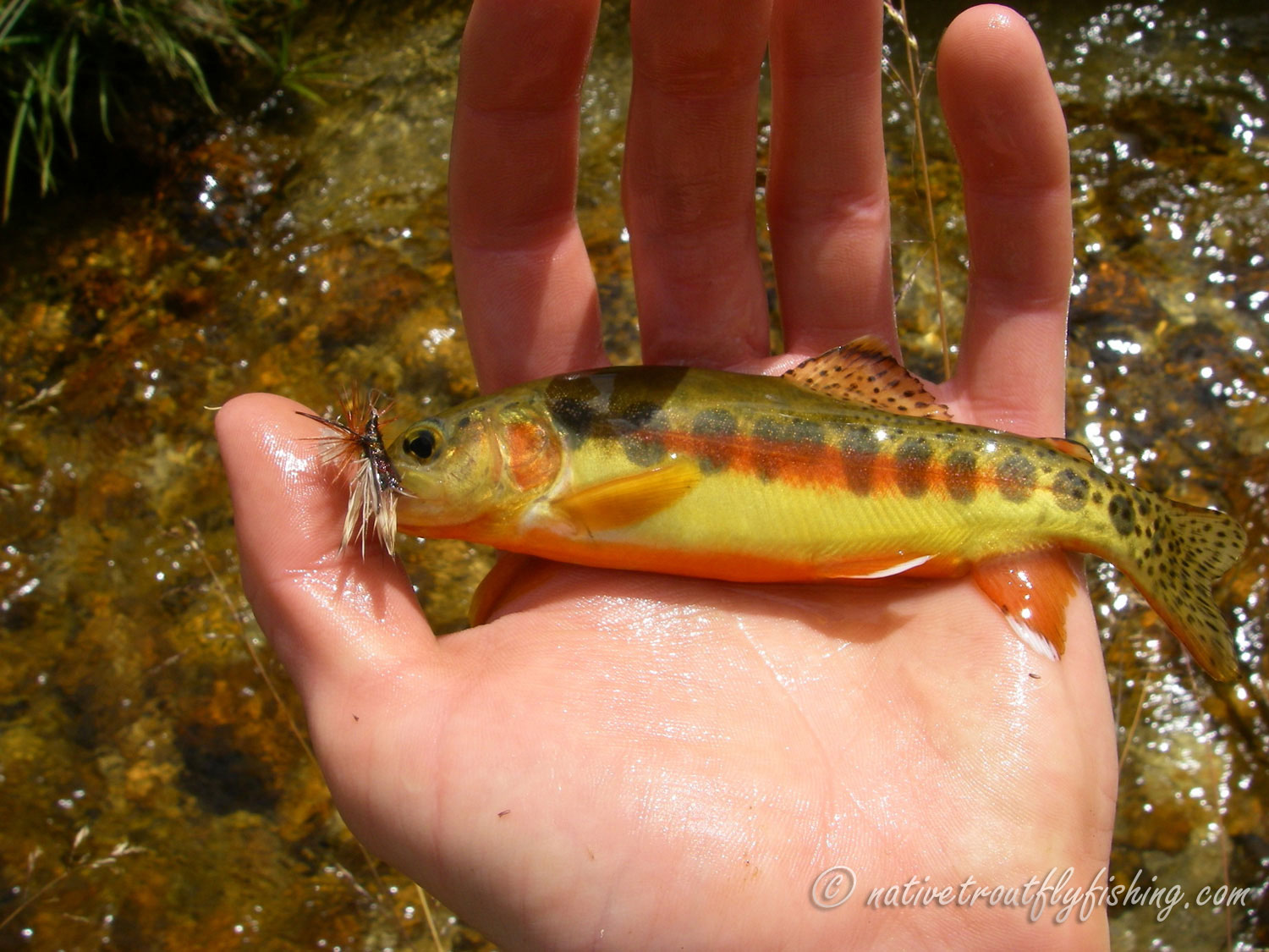Native Trout Fly Fishing: California Golden Trout