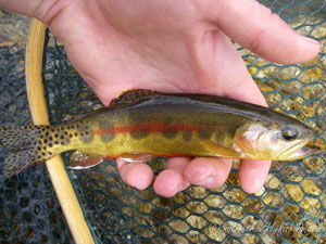 Native Trout Fly Fishing