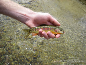 Native Trout Fly Fishing