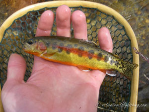 Native Trout Fly Fishing