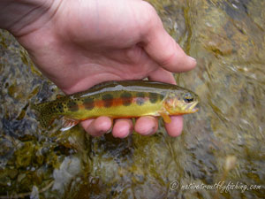 Native Trout Fly Fishing