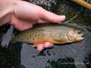 Native Trout Fly Fishing