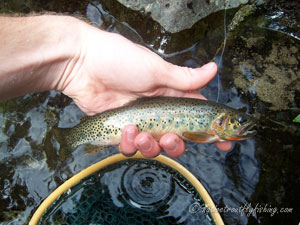 Native Trout Fly Fishing